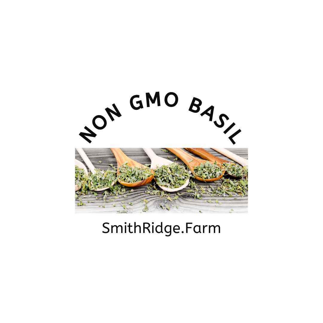 African Basil, African Nunum, Ocimum Gratissimum, Clove Basil, Wild Basil is organically grown and harvested on our farm. Shop SmithRidge.farm.