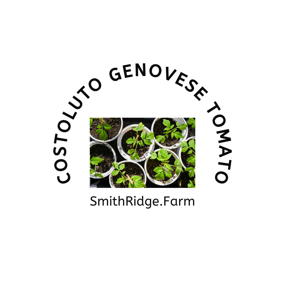 Costoluto Genovese Tomato Plant, Solanum lycopersicum, is an heirloom tomato and is organically grown on our farm and sold as a starter plant to jump-start your garden. Shop SmithRidge.farm.