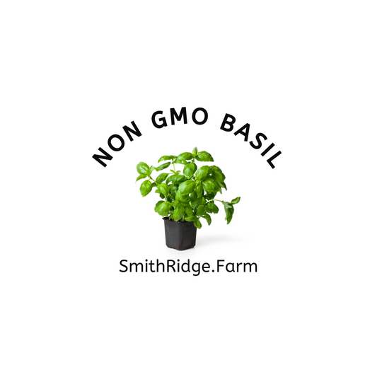 African Basil, African Nunum, Ocimum Gratissimum, Clove Basil, Wild Basil is organically grown on our farm and sold as a starter plant to jump-start your herb garden. Shop SmithRidge.farm.