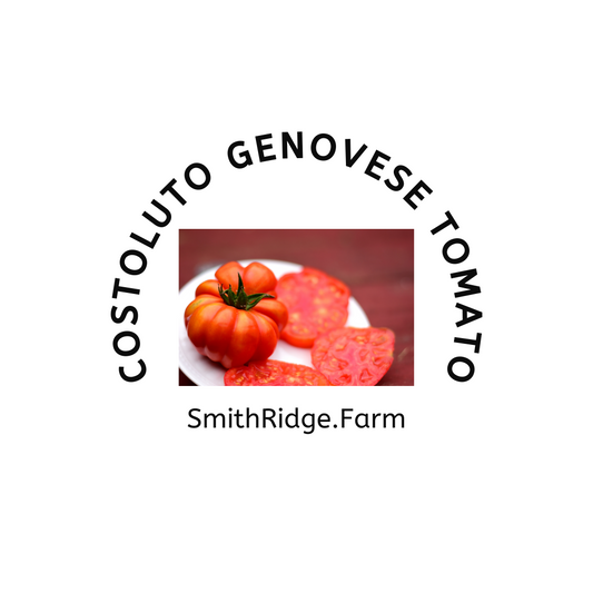 Costoluto Genovese Tomato, Solanum lycopersicum, is an heirloom tomato and is organically grown on our farm and sold as a fresh fruit. Shop SmithRidge.farm.